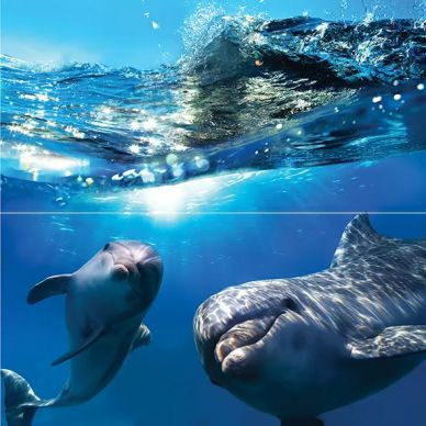 Панно Dolphins 50x50 0
