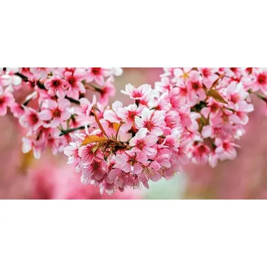 UG2L072D Sakura декор стеклянный 29,7x60 0