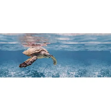 Декор Ocean Turtle 20x50 0