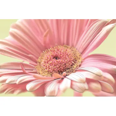 AE2N452 Aster 30x45 0