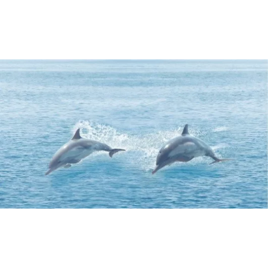 Dec Ocean 25х45 0