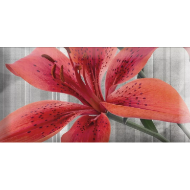Monocolor Mix Flowers RBW 7.5х15 0