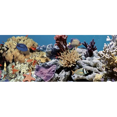 Декор Ocean Reef 2 20x50 0
