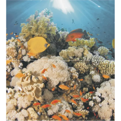 Dec Corals Panno (панно из 2шт) 50х45 0