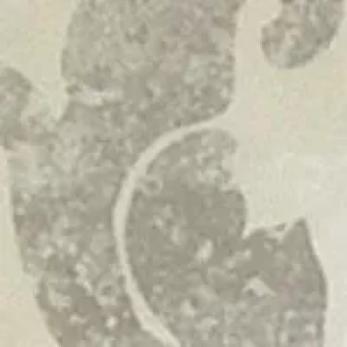 10817 T.BLUET/P 5.5x5.5 0